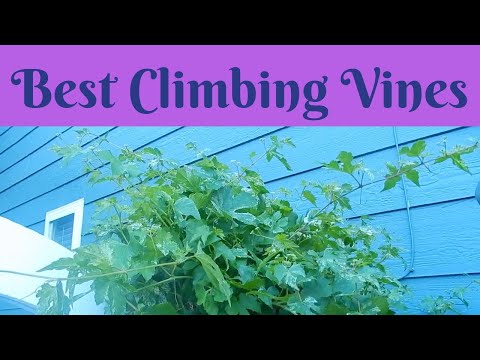 Video: Silver Lace Vine Formering – Dyrkning af Sølv Lace Vine fra frø eller stiklinger