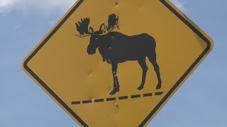 Moose-involved crashes on the rise in Maine