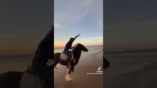 Horse Galloping Free on the beach