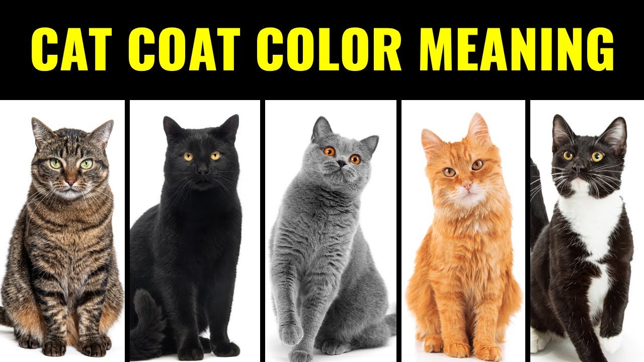 Cat Coat Colors Explained: What They Say About Your Cat