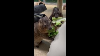 Rock Hyraxes in action