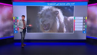 أسد يقتل صاحبه في السعودية ومطالب بمصادرة الحيوانات المفترسة من أصحابها