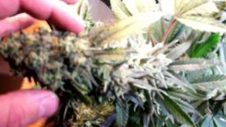 Sensi Star At Harvest