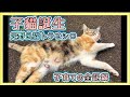 【子猫誕生】元野良猫トラとシロ　愛情たっぷりの母親でした😭 〜子猫誕生から親離れまで 子育ての全記録〜