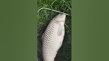 nói về cá chép lần đầu tiên trong đời em bắt được con cá to nhất thật là sung con bà sương