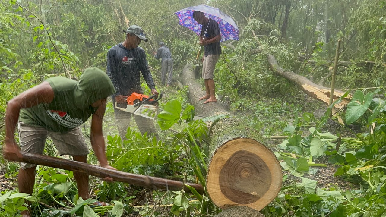 The felling of two trees in the rain‼️