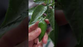 How to Grow Jalapeño Peppers