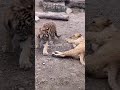 Tiger VS lion:老虎欺负狮子,小雄狮跪拜小老虎,老虎果然是天生的王者