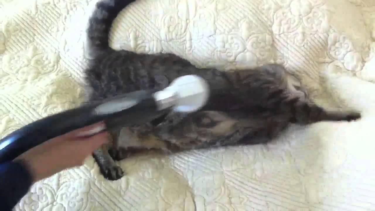 My cat loves vacuum cleaner YouTube