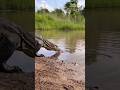 The Giant Lizard That Was Too Slow to Escape逃げ遅れたオオトカゲ