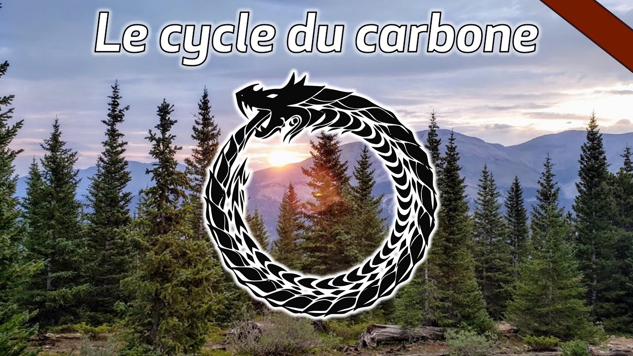 Le cycle du carbone.