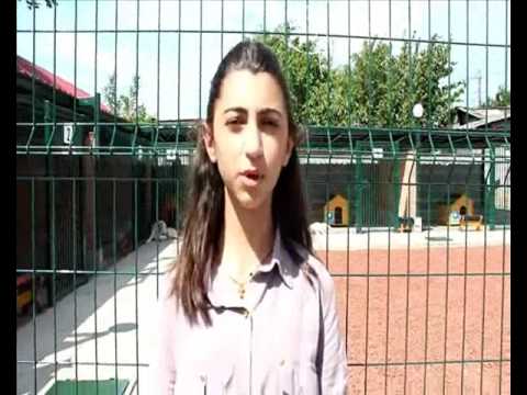 სიუჟეტი „თამაზ ელიზბარაშვილის ძაღლთა თავშესაფრის“ შესახებ