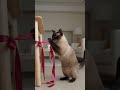 Right There… It Almost Works And Then Slips Again
