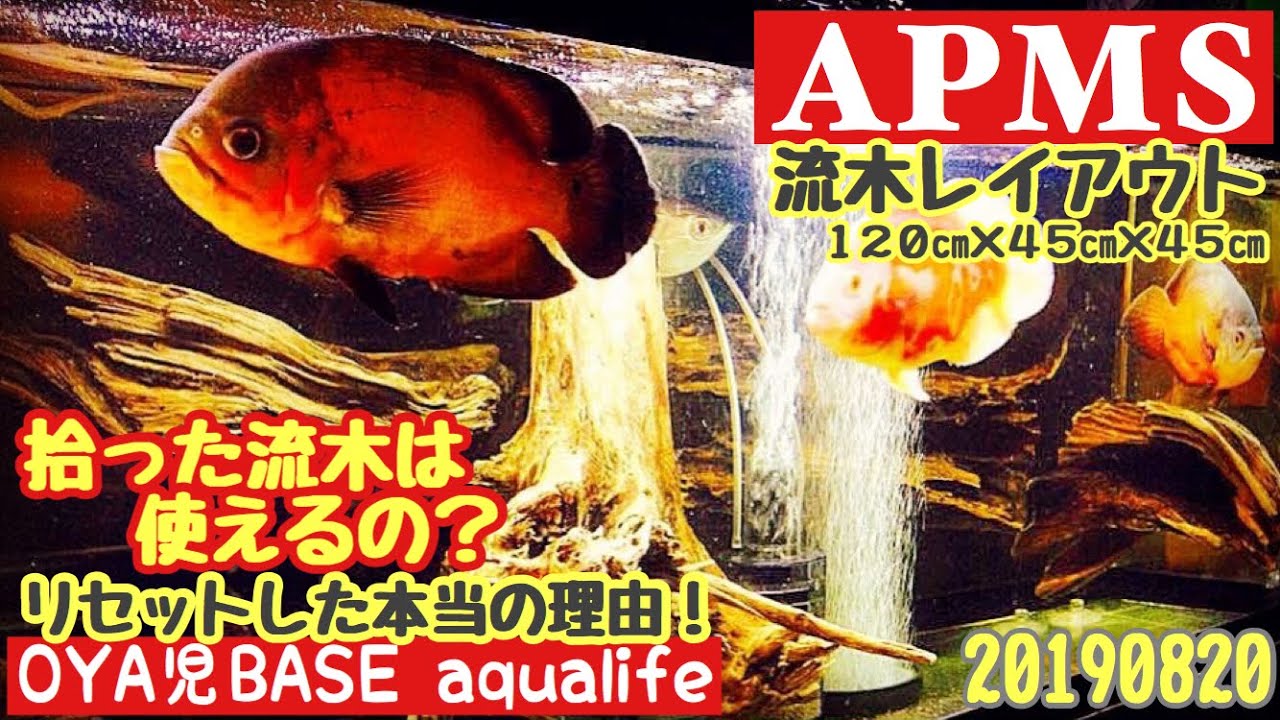 アクアリウム ／流木レイアウト水槽】湖で拾った流木を使って