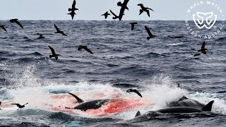 Cuvier Beaked Whale Hunt Bremer Bay Orca