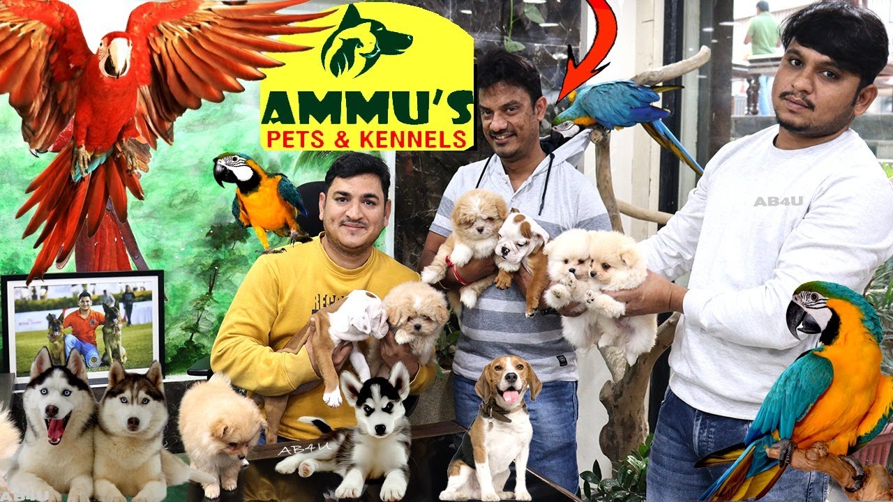 Biggest Pet Shop, Exotic Dogs Birds And Cats For Sale At Ammu's Pets