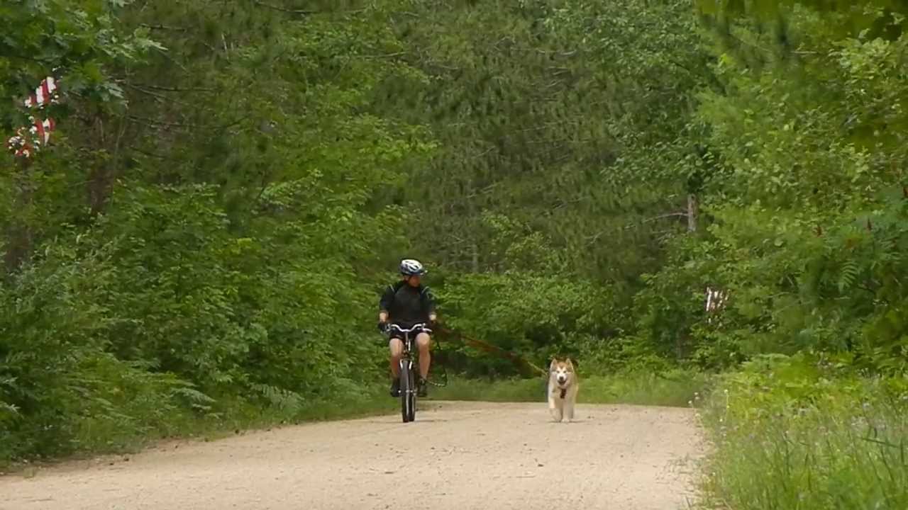 rescue dogs rock nyc ADOPTED! ~ Return trip from bike-joring with our foster Malamute "RD"