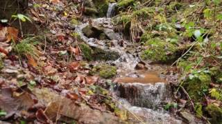 Small Stream with Gentle Sound of Running Water / Relaxing Water Sound 1 Hour