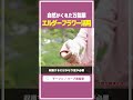 【絶対育てて】自然がくれた万能薬「エルダーフラワー」の活用術を簡単に紹介します!【エルダーフラワーの使い方】 #shorts