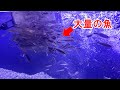 巨大な180センチ水槽に日本の淡水魚を大量に入れた結果・・美しすぎた