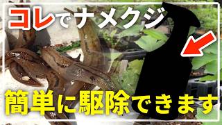 【完全解説】そのナメクジ駆除、実は間違いです！プロが教える正しい駆除方法