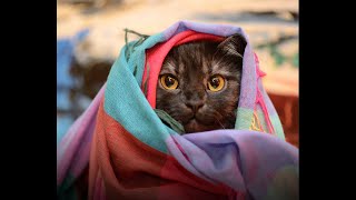 [Jigsaw HD][Funny Cats 05][99 pieces][720p] screenshot 3