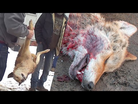 Coyotes slaughtered in wildlife killing contest