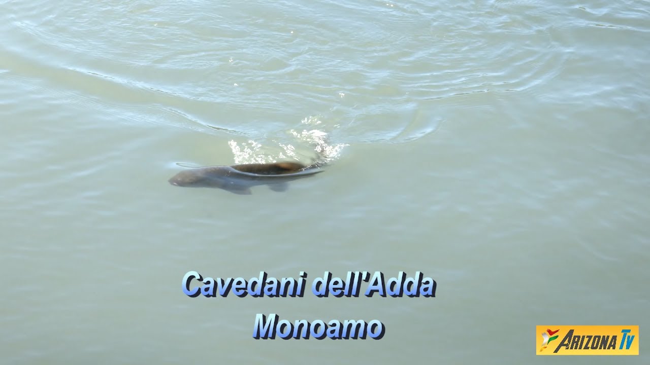 MONDO PESCA - CAVEDANI DELL' ADDA  MONOAMO - VERSIONE TECNICA  - 