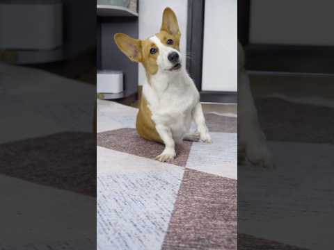 強盗に撃たれたときに死んだふりをしたコーギー犬が面白い🤣