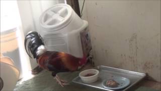 Rooster Thief Caught In The Act