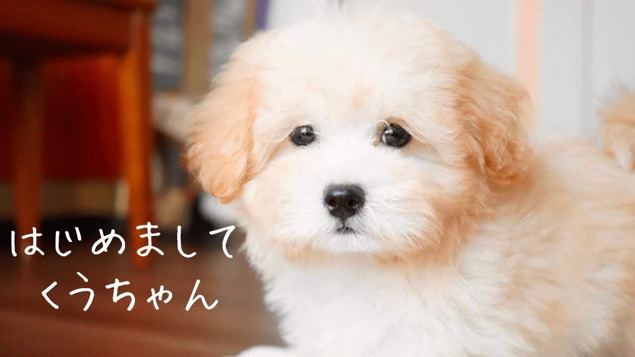【お迎え初日】ぬいぐるみのようなマルプーの子犬が家族になりました | Maltipoo puppy joins our family