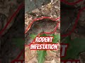 Rodent Infestation! Courtesy of Spartanburg County, South Carolina’s LACK of Code Enforcement!