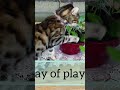 “Mowgli’s Playtime!”🐈😻#YouTubeShorts #Mowgli #BengalCat #Playtime #PetLover