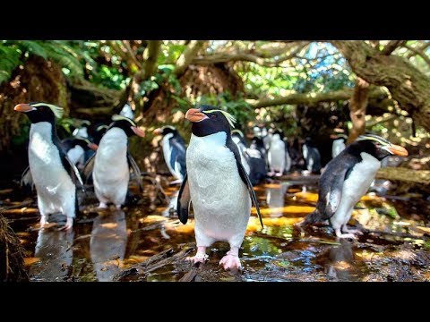 วีดีโอ: คู่มือฉบับสมบูรณ์สำหรับนกและสัตว์ป่าของนิวซีแลนด์