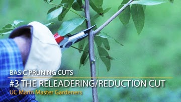 Basic Pruning Cuts 3: Releadering or Reduction Cut
