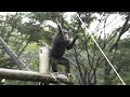 フブキの身体解剖学 Fubuki's anatomy チンパンジー 多摩動物公園
