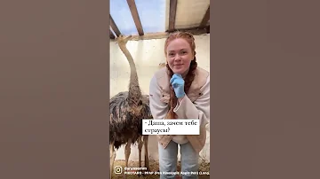 ЗАЧЕМ Я ЗАВЕЛА СТРАУСА