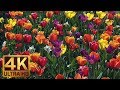 4K Flower Relax Video with Bird Signing from Skagit Valley Tulip Festival, Episode 6 - 2 HRS