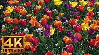 4K Flower Relax Video with Bird Signing from Skagit Valley Tulip Festival, Episode 6  2 HRS