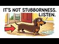 How To Potty Train a Dachshund (Why It Takes Longer)