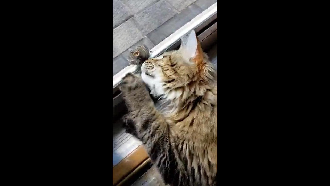 Small Bird Attracts Cat From Outside the Window YouTube