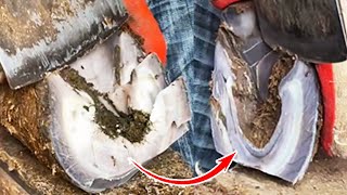 GOOD! Trim the donkey's hooves. It's clean and beautiful丨ASMR丨Donkey hoof cutting sound