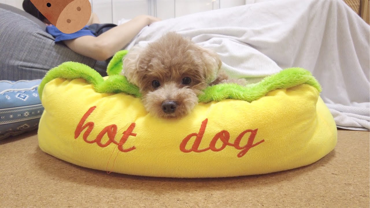体調不良で寝ているパパを心配して寄り添って離れない犬に感激しました Youtube 体調不良で寝ているパパを心配して寄り添って離れない犬に感激しました Youtube
