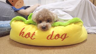 体調不良で寝ているパパを心配して寄り添って離れない犬に感激しました。