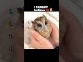 Ranking CUTE Owls 🦉 #cuteanimals #owls