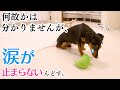 犬のお留守番を隠し撮りしてみたら…胸が締め付けられました。