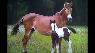 Mulas Madres de Gypsy Vanner