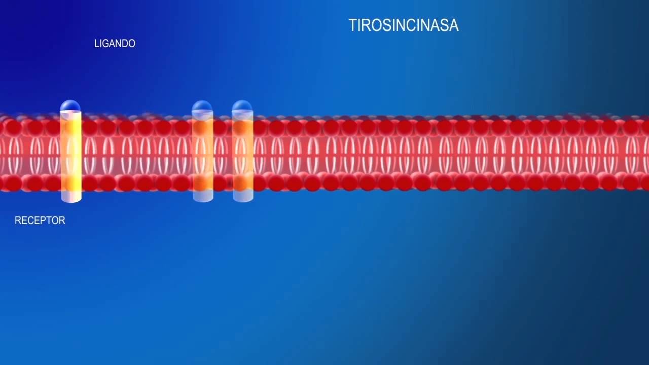 E Señalización a través de receptor enzimático tir osincinasa
