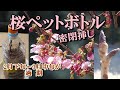 【桜 挿し木】サクラをペットボトルに密閉挿し木、2月下旬～3月中旬が適期 Sealed cuttings, late February to mid-March is the best time
