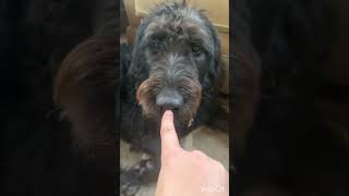 #labradoodlepuppy #labradoodles Put your finger in your dog's face!